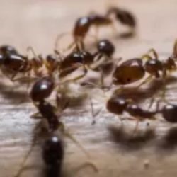 JRMAC Best ANTS control service in Bangladesh