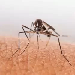 Mosquitos-Control- Service-in-Dhaka