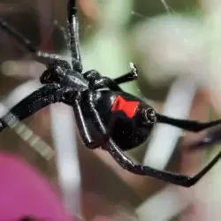 Spiders-Control-Service